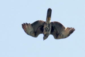 Parabuteo unicinctus - gavilán mixto