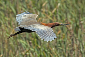Tigrisoma lineatum - hocó colorado