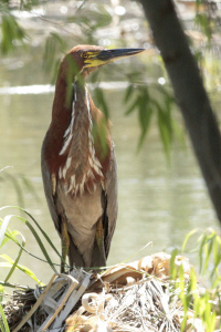 Tigrisoma lineatum - hocó colorado