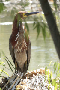 Tigrisoma lineatum - hocó colorado