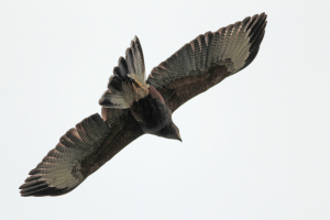 Parabuteo unicinctus - gavilán mixto