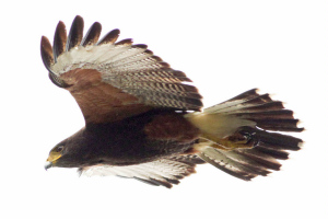 Parabuteo unicinctus - gavilán mixto