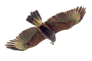 Parabuteo unicinctus - gavilán mixto