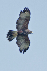 Parabuteo unicinctus - gavilán mixto