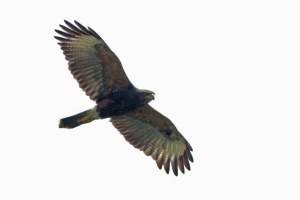 Parabuteo unicinctus - gavilán mixto