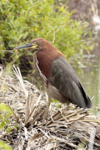 Tigrisoma lineatum - hocó colorado