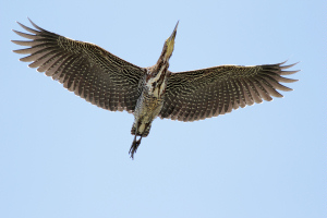 Tigrisoma lineatum - hocó colorado