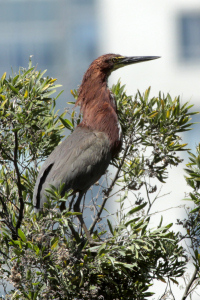 Tigrisoma lineatum - hocó colorado