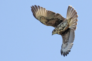 Parabuteo unicinctus - gavilán mixto