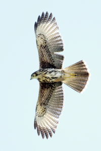 Parabuteo unicinctus - gavilán mixto