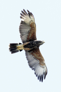 Parabuteo unicinctus - gavilán mixto