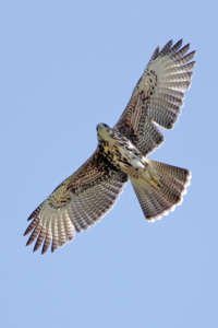 Parabuteo unicinctus - gavilán mixto