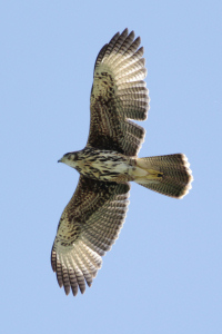 Parabuteo unicinctus - gavilán mixto