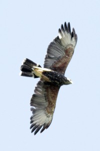 Parabuteo unicinctus - gavilán mixto