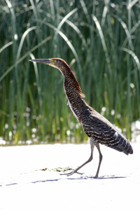 Tigrisoma lineatum - hocó colorado