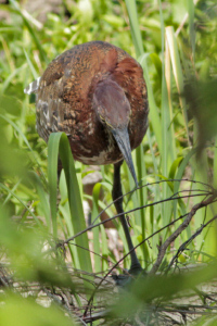 Tigrisoma lineatum - hocó colorado