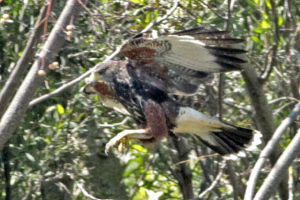 Parabuteo unicinctus - gavilán mixto