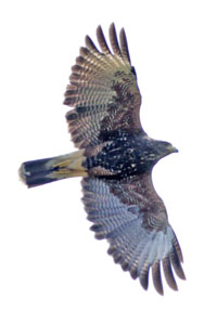 Parabuteo unicinctus - gavilán mixto