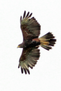 Parabuteo unicinctus - gavilán mixto