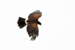 Parabuteo unicinctus - gavilán mixto