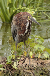 Tigrisoma lineatum - hocó colorado