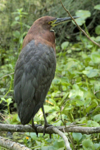 Tigrisoma lineatum - hocó colorado