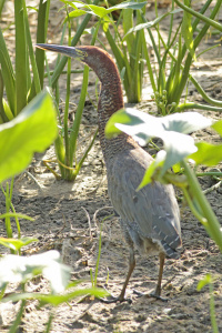 Tigrisoma lineatum - hocó colorado
