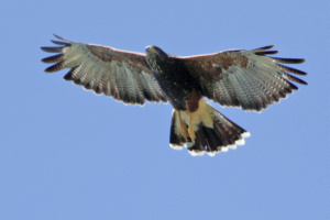 Parabuteo unicinctus - gavilán mixto