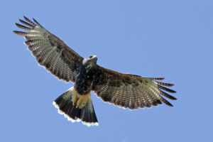 Parabuteo unicinctus - gavilán mixto