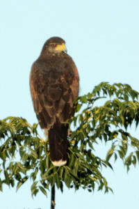 Parabuteo unicinctus - gavilán mixto