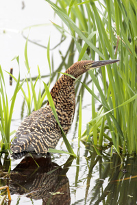 Tigrisoma lineatum - hocó colorado