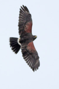 Parabuteo unicinctus - gavilán mixto