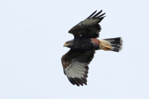 Parabuteo unicinctus - gavilán mixto