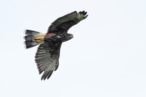 Parabuteo unicinctus - gavilán mixto