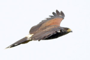 Parabuteo unicinctus - gavilán mixto
