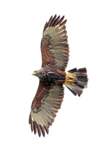 Parabuteo unicinctus - gavilán mixto