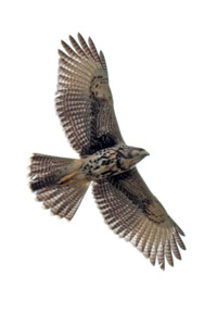 Parabuteo unicinctus - gavilán mixto