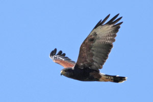 Parabuteo unicinctus - gavilán mixto