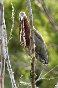 Tigrisoma lineatum - hocó colorado