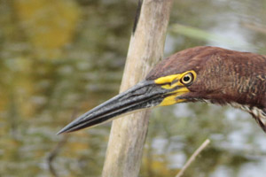 Tigrisoma lineatum - hocó colorado