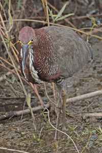 Tigrisoma lineatum - hocó colorado