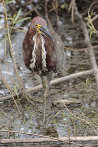 Tigrisoma lineatum - hocó colorado