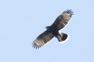 Parabuteo unicinctus - gavilán mixto