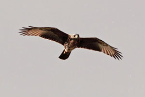 Parabuteo unicinctus - gavilán mixto