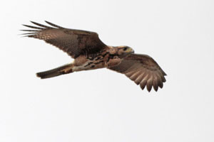 Parabuteo unicinctus - gavilán mixto