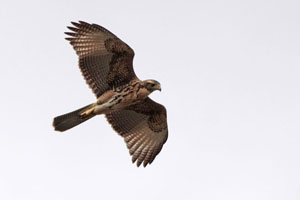 Parabuteo unicinctus - gavilán mixto