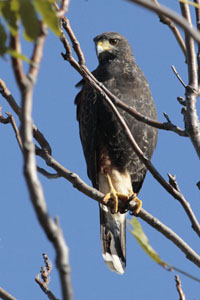 Parabuteo unicinctus - gavilán mixto