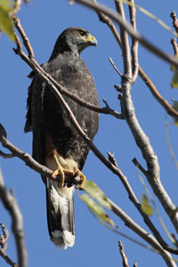 Parabuteo unicinctus - gavilán mixto