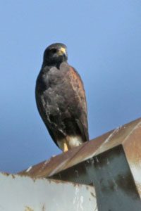 Parabuteo unicinctus - gavilán mixto