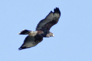 Parabuteo unicinctus - gavilán mixto